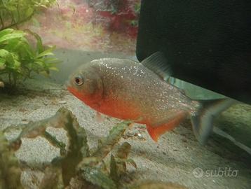 Piranha ventre rosso