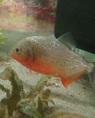Piranha ventre rosso