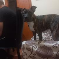 Pitbull amstaff 8 mesi