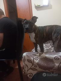 Pitbull amstaff 8 mesi