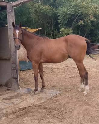 Puledro 2024, 2 anni castrone