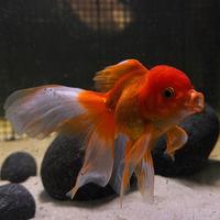Oranda
