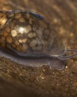 Lumaca per acquario 