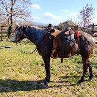 Cavallo incrocio quarter horse