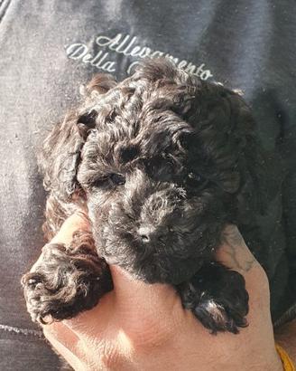 Cuccioli Barboncino TOY NERI E MARRONE