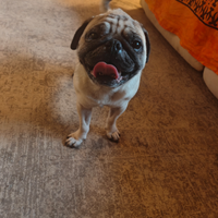 Carlino