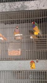 Diamanti di Gould