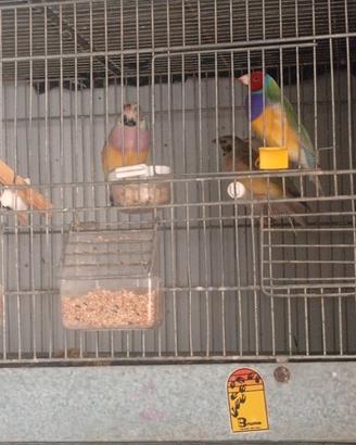 Diamanti di Gould