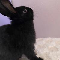 Coniglio nano testa di leone