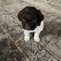 Lagotto Romagnolo