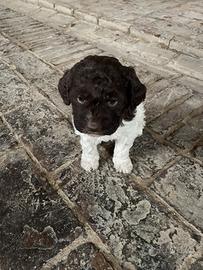 Lagotto Romagnolo
