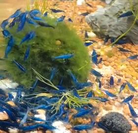 Neocaridine blue