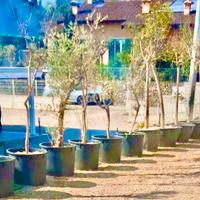 Chiiusura vavaio olivi di varie misure