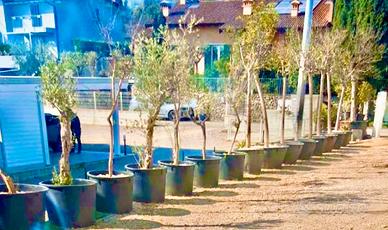 Chiiusura vavaio olivi di varie misure