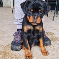 Cuccioli rottweiler alta genealogia