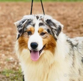 Australian shepherd/pastore australiano per monta