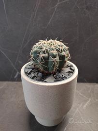 Cactus in vaso design: perfetto per casa e ufficio