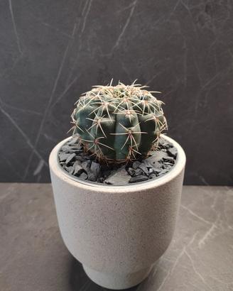 Cactus in vaso design: perfetto per casa e ufficio