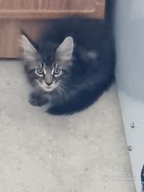 Maine coon