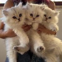 Cuccioli British Longhair disponibili a Dicembre