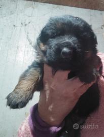 Cuccioli di pastore tedesco