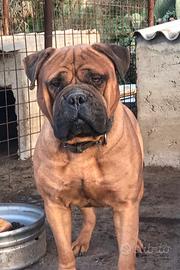 Bullmastif per accoppiamento