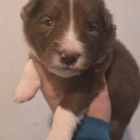 Border collie red