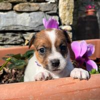 Jack Russell Terrier