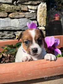 Jack Russell Terrier