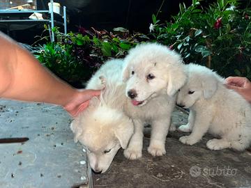 Cuccioli di maremmano abruzzese