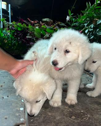 Cuccioli di maremmano abruzzese