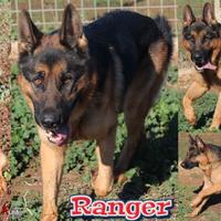 Ranger, giovane splendido pastore tedesco