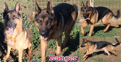 Ranger, giovane splendido pastore tedesco