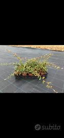 cotonaster salicifoglia