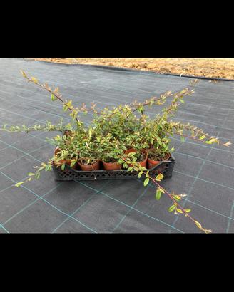 cotonaster salicifoglia