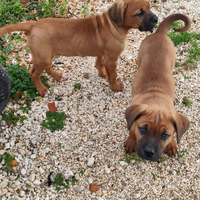 Cucciola di cane Corso originale