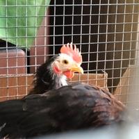 Galletti nani serama