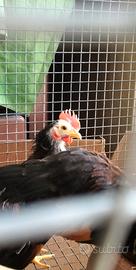 Galletti nani serama