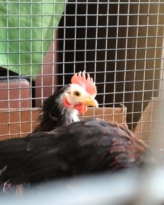 Galletti nani serama