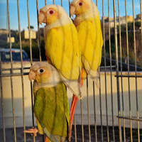 Pyrrhura molinae LUTINI