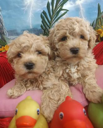Di Taglia Piccola -- Maltipoo Cuccioli -