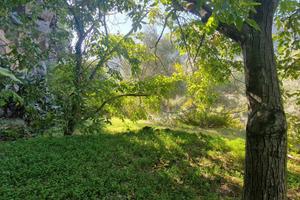 GOLE ALCANTARA terreno agricolo 1 ettaro