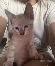 Gattino maschio siamese tabby point