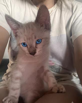 Gattino maschio siamese tabby point