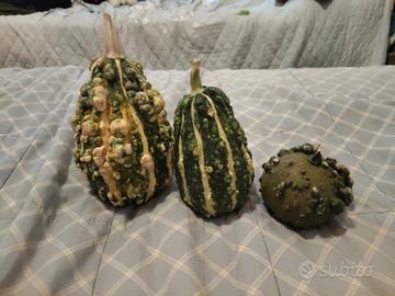 Zucche ornamentali