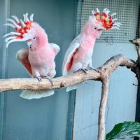 Coppia riproduttiva Cacatua Cacatua di Leadbeater
