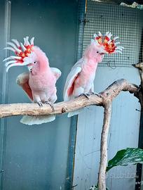 Coppia riproduttiva Cacatua Cacatua di Leadbeater