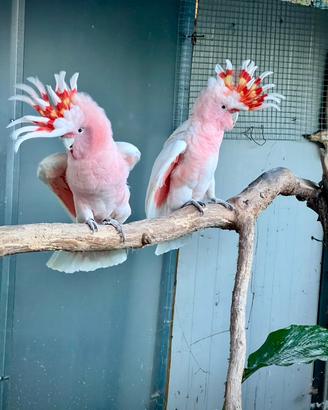 Coppia riproduttiva Cacatua Cacatua di Leadbeater