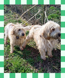 Maschi segugio francese