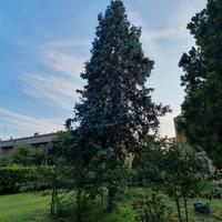 Abete blu kosteriana